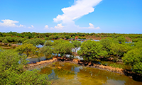 Global Mangrove Extent Much Smaller than Previously Estimated