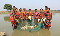 Carp Aquaculture Overwhelms Lake Kolleru Andhra Pradesh, India - UNEP Global Environmental Alert Service (GEAS) - 2011