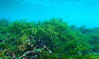 Caulerpa Taxifolia, a Growing Menace for the Temperate Marine Environment - Environment Alert Bulletin 1