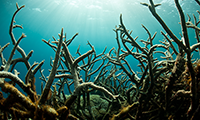 UNEP Emerging Issues: Environmental Consequences of Ocean Acidification: A Threat to Food Security