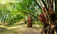 Oil palm plantations: threats and opportunities for tropical ecosystems