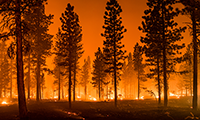 Wildland Fires, a Double Impact on the Planet - Environment Alert Bulletin 3