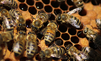 UNEP emerging issues: global honey bee colony disorder and other threats to insect pollinators