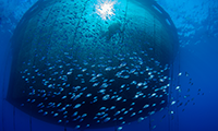 Overfishing, a Major Threat to the Global Marine Ecology - Environment Alert Bulletin 4
