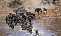 Saving the Great Migrations: declining wildebeest in East Africa?